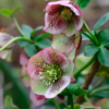 Helleborus orientalis - 2L
