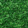Pachysandra terminalis - 2L