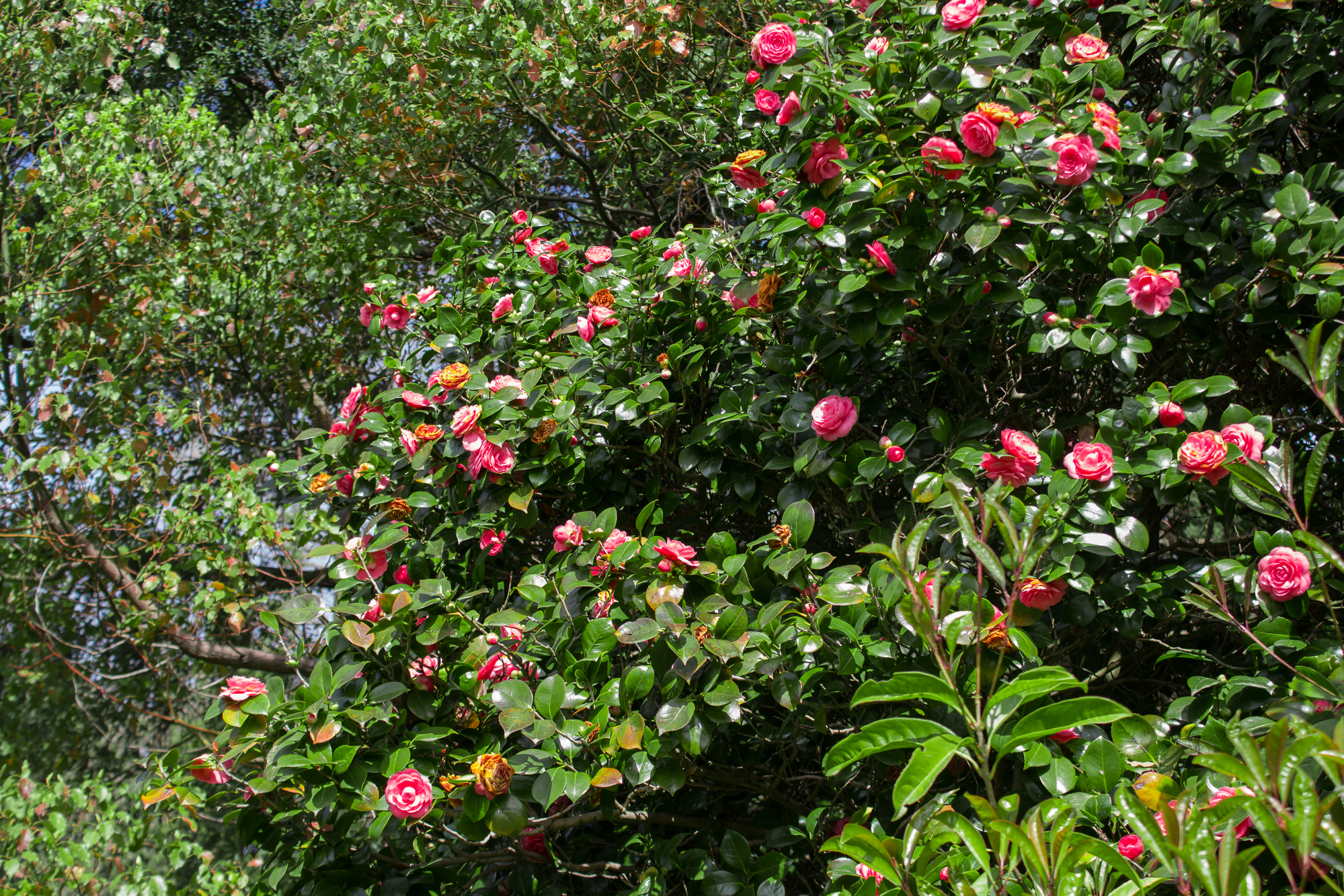 Caragh Nurseries