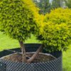 Taxus baccata Aurea / Golden Yew Pom Pom - Image 3