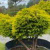 Taxus baccata Aurea / Golden Yew Pom Pom - Image 4