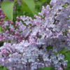 Syringa 'norrfjarden' - 45L 175-200cm Multistem