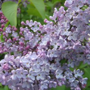 Syringa 'norrfjarden'
