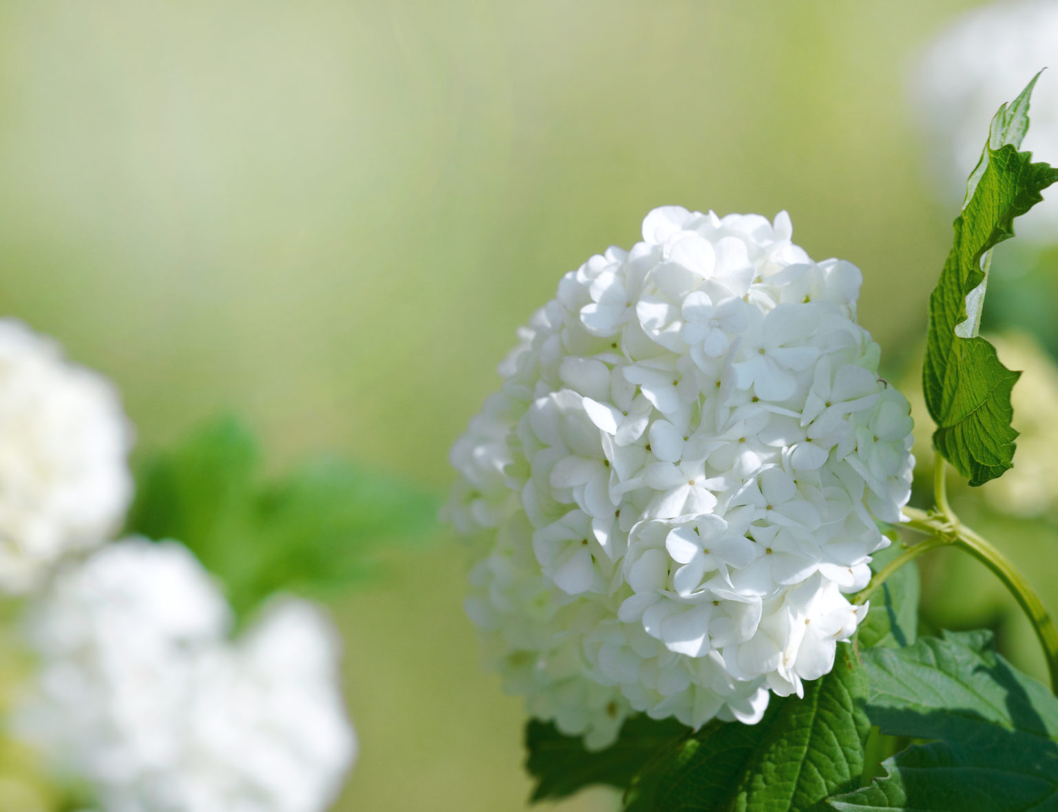 Hydrangea Macrophylla – Caragh Nurseries