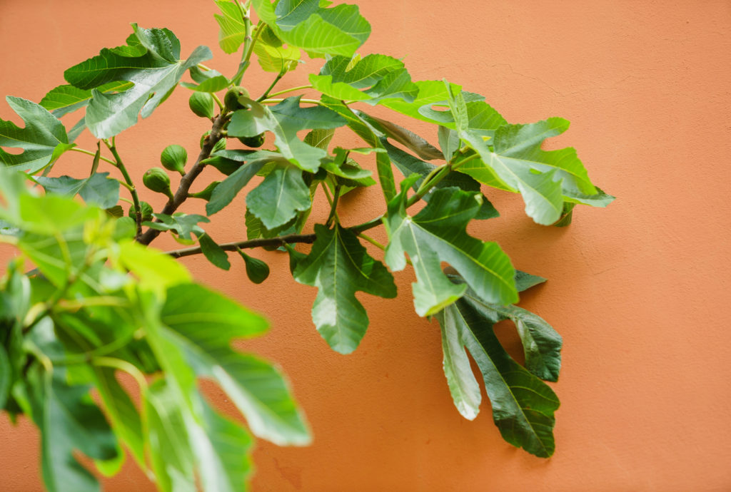 fig tree near wall Caragh Nurseries