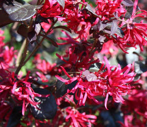 Loropetalum chinense Black Pearl - 1/4 Standard