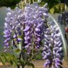 Wisteria sinensis Prolific - 7.5L 175-200cm