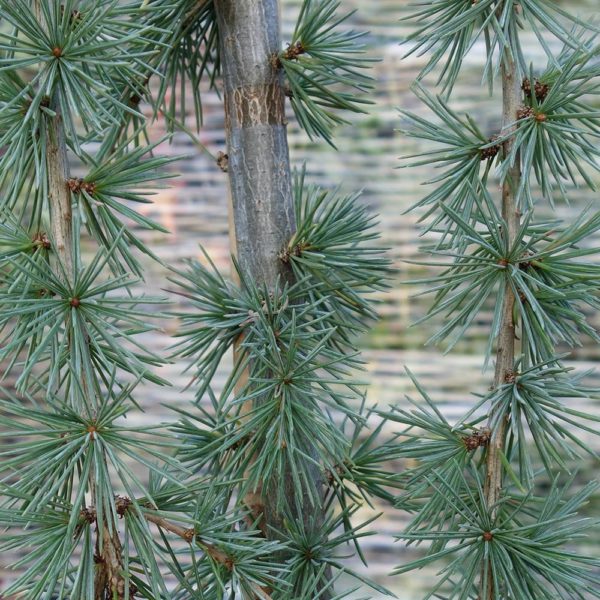 Cedrus atlantica Pendula