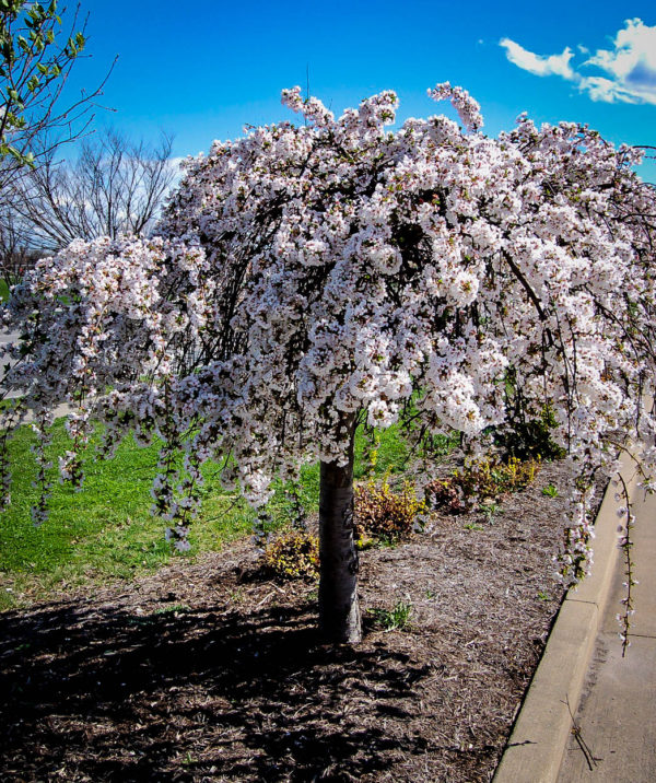 Prunus Snow Fountain Caragh Nurseries