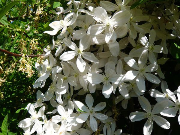 Clematis Snow Drift