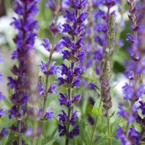 Salvia Ostfriesland