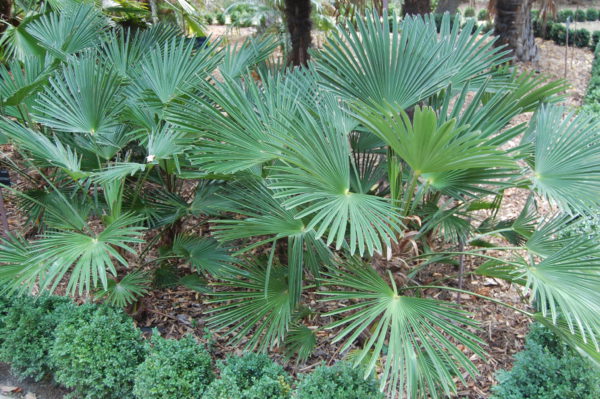Chamaerops Excelsa / Trachycarpus fortunei wagnerianus