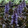 Ajuga Black Scallop - 2L
