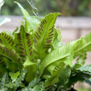 Asplenium Scolopendrium