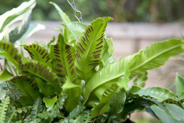 Asplenium Scolopendrium