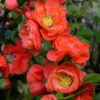 Chaenomeles speciose Mango Storm - 70L 125-150cm