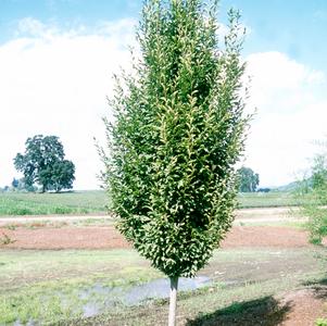 Carpinus betulus 'Pyramidalis'