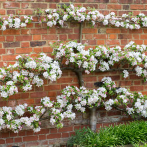 Malus domestica Melrose Espalier