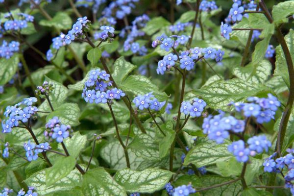 Brunnera macrophylla Jack Frost