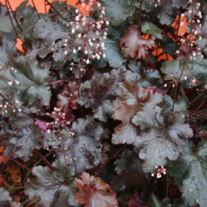 Heuchera Black Beauty