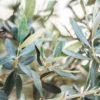 Olea Europaea / Olive Tree  50-60cm girth