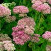 Sedum Herbstfreude (Autumn Joy) - 2L