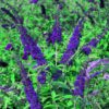 Buddleja Empire Blue - 7.5L