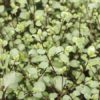 Pittosporum Green Elf - 5L