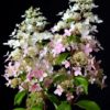 Hydrangea paniculata Confetti - 7.5L