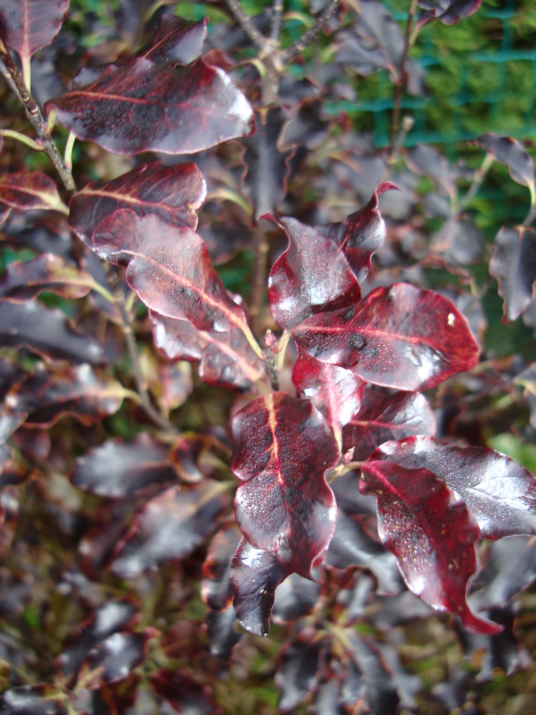 Pittosporum Tenuifolium Purpureum Caragh Nurseries