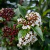 Viburnum tinus Spirit - 5L pot