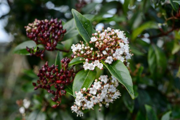 Viburnum tinus Spirit