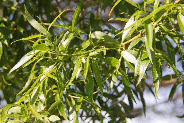Salix fragilis Bullata