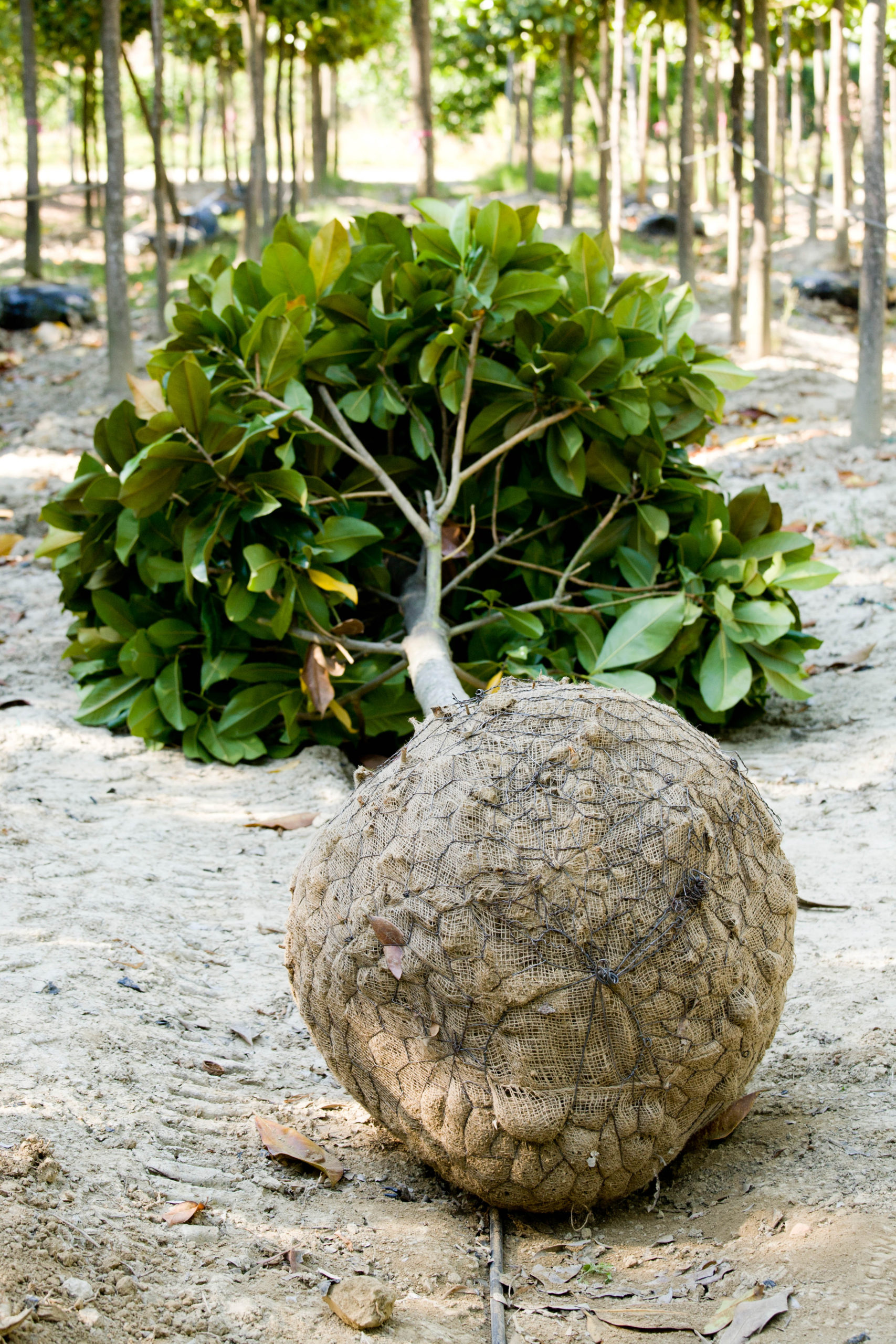 Rootballed Caragh Nurseries
