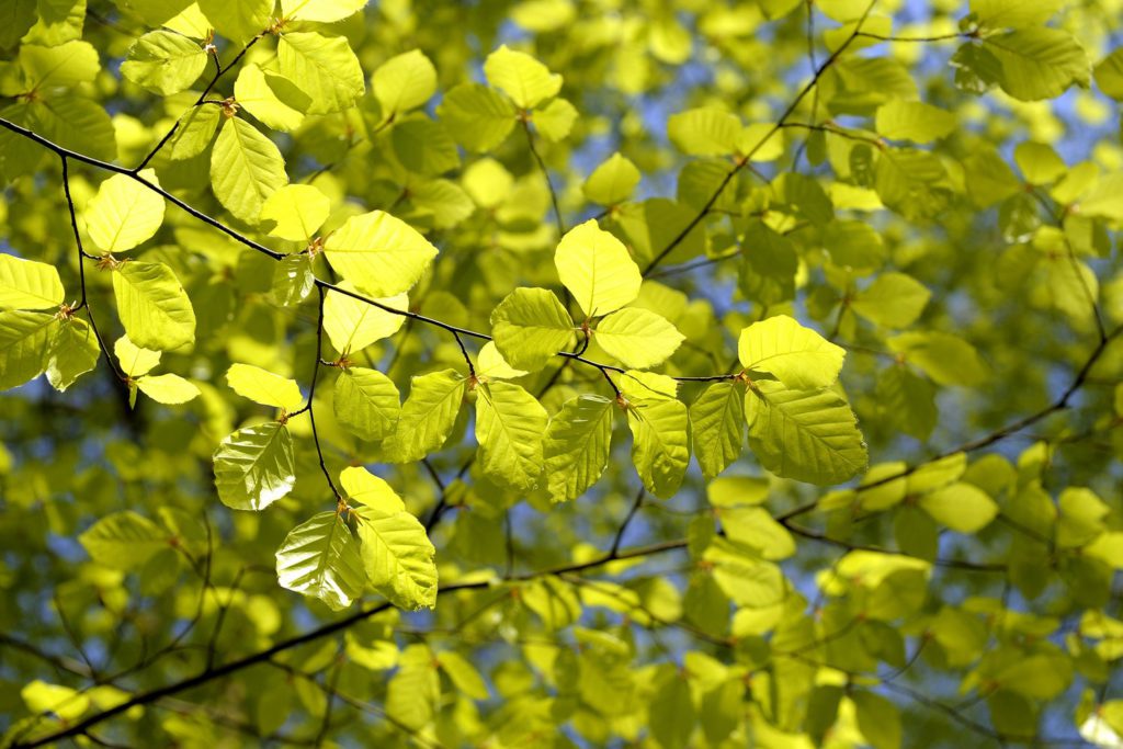 Fagus sylvatica / Beech Trees