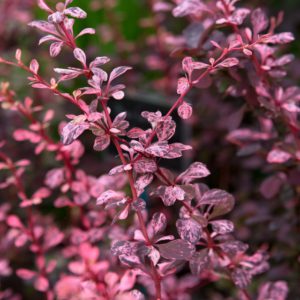 Berberis atropurpurea nana