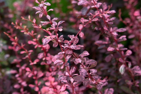 Berberis atropurpurea nana
