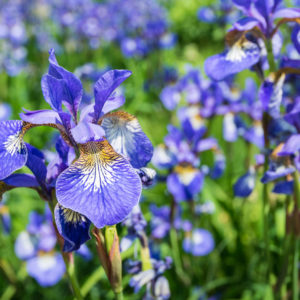 Iris sibirica Blue King