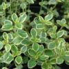 Thymus citriodorus Aureus - 2L