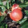 Malus domestica Gala - 15L 150-175cm