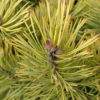 Pinus mugo 'Winter Gold' Bonsai Specimen - Image 4