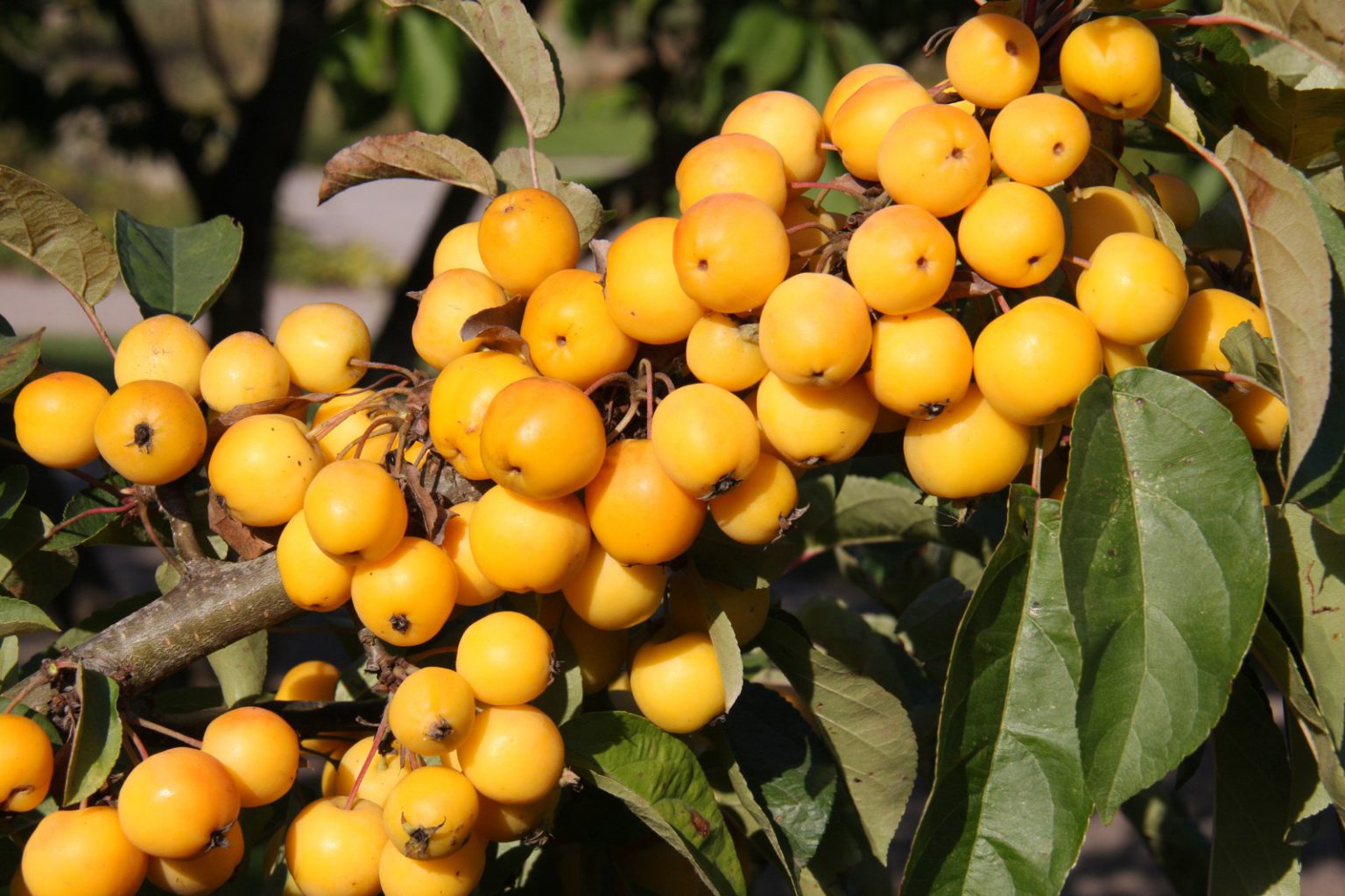Malus ‘Golden Crab Apple Caragh Nurseries