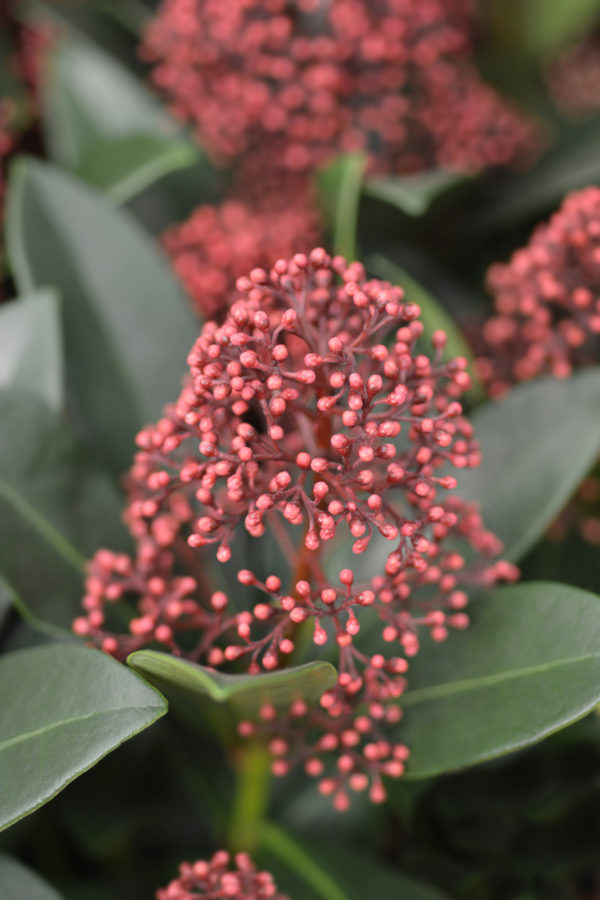 Skimmia Jap. Rubella