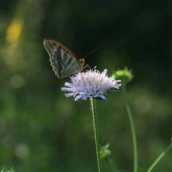 Common Blue butterfly in cornflower Caragh Nurseries
