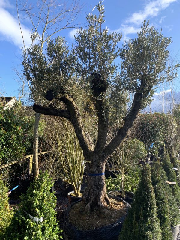 Olea Europaea / Mature Olive Tree Caragh Nurseries