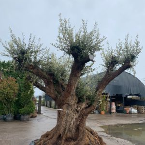 Centennial Olive Trees / Olea Europaea