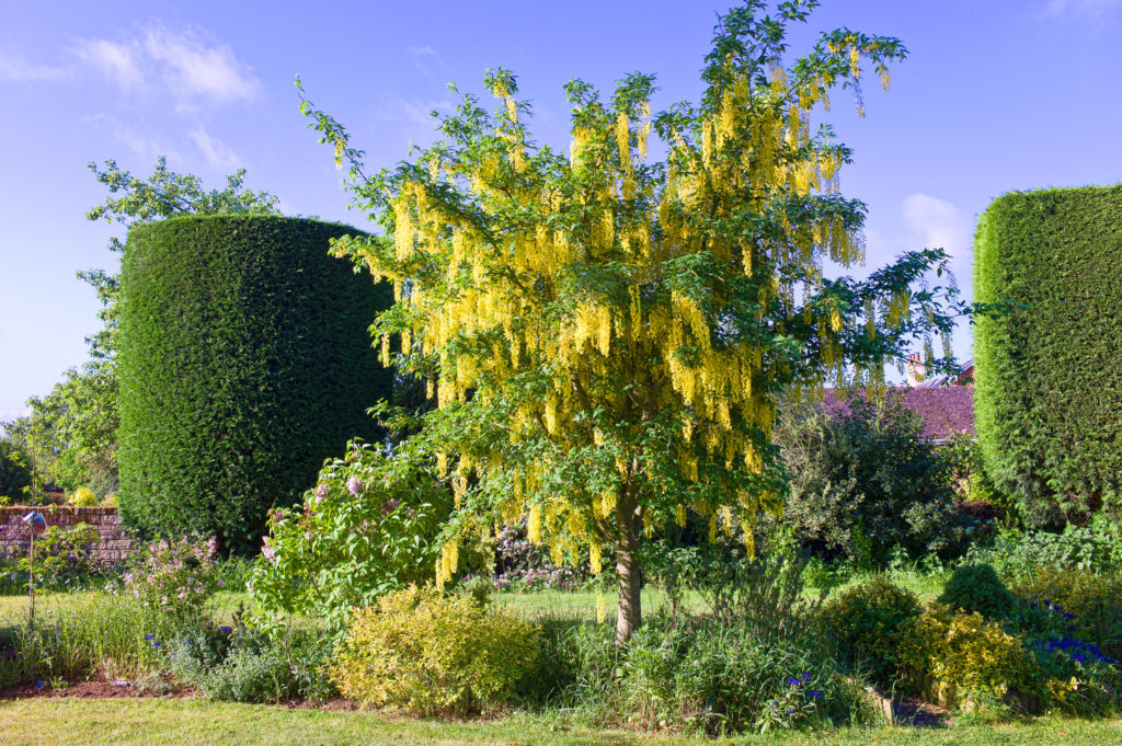 Laburnum x watereri Vossii / Golden Rain Tree Caragh Nurseries