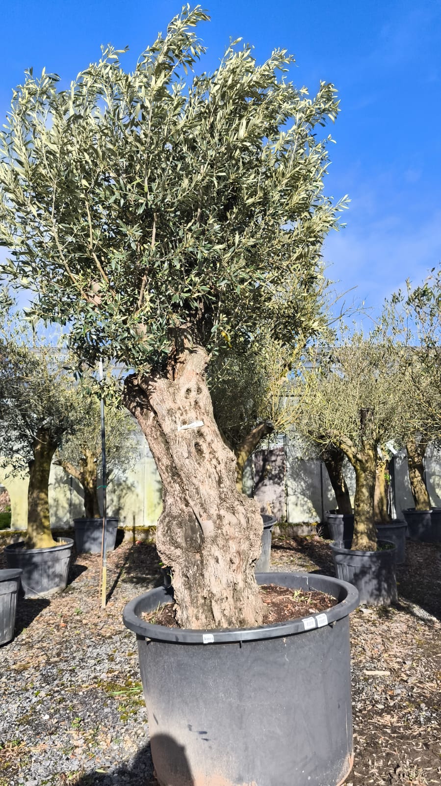 Olea Europaea / Mature Olive Tree - Image 4
