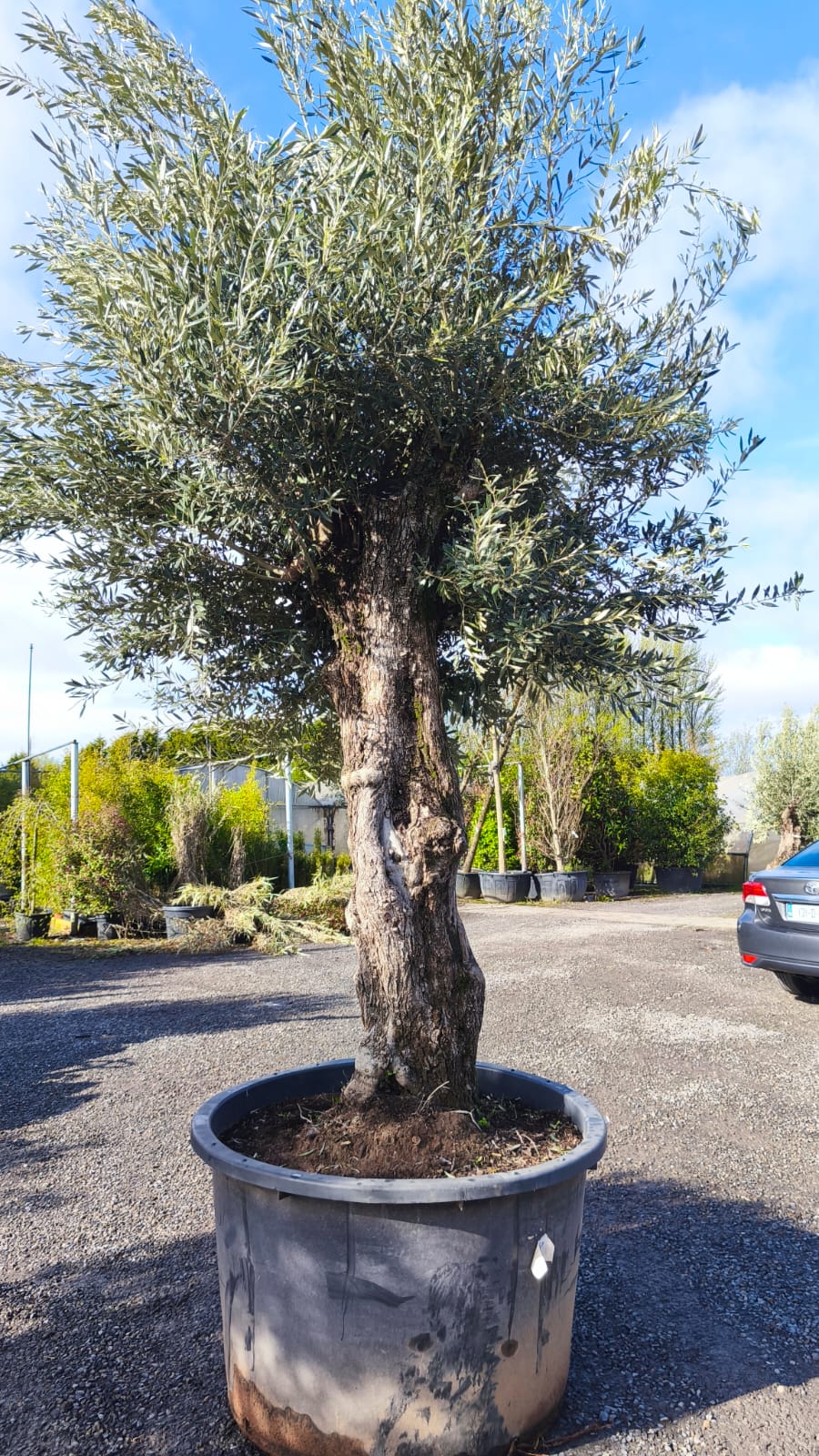 Olea Europaea / Mature Olive Tree - Image 5