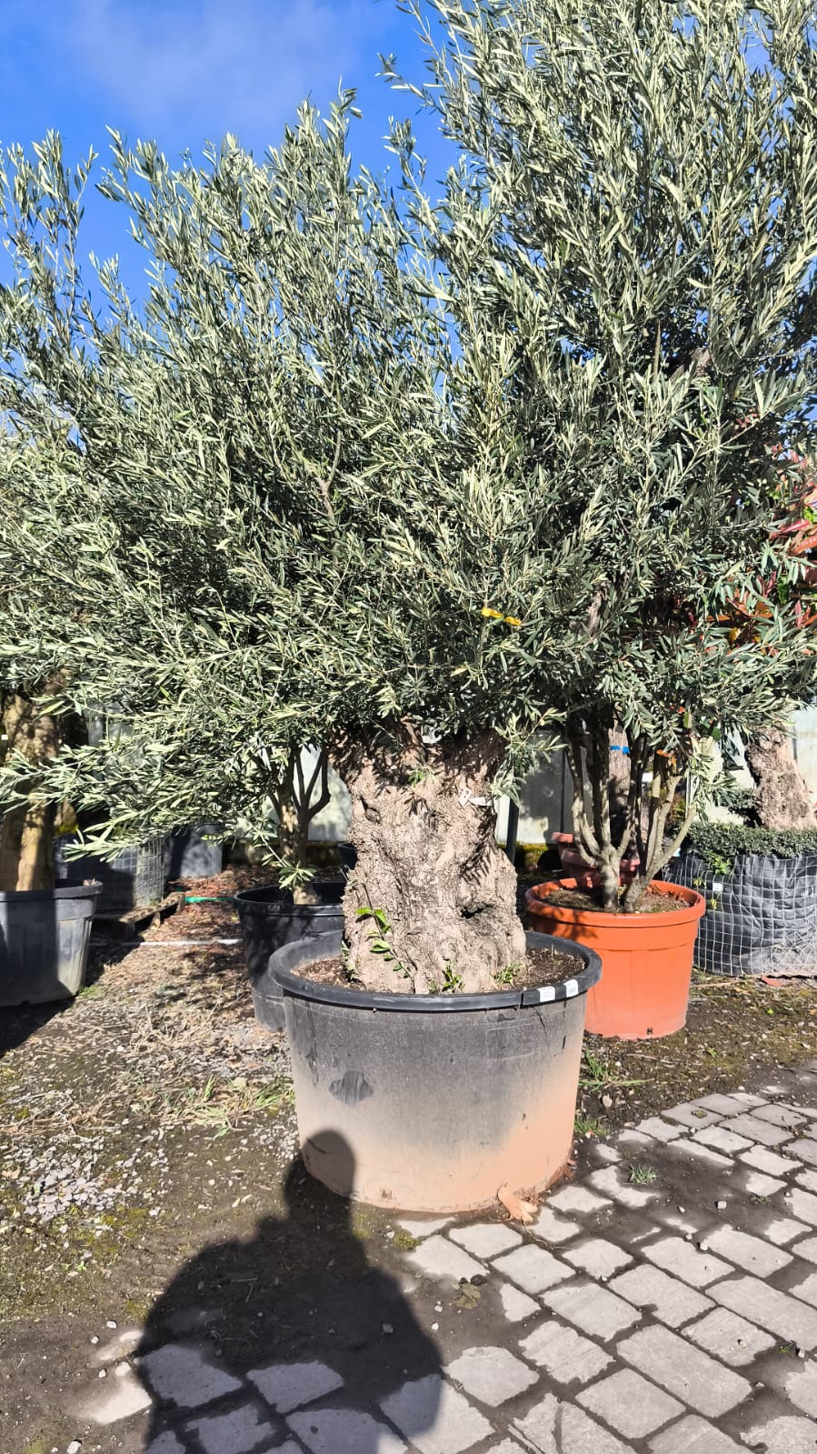 Olea Europaea / Mature Olive Tree - Image 3